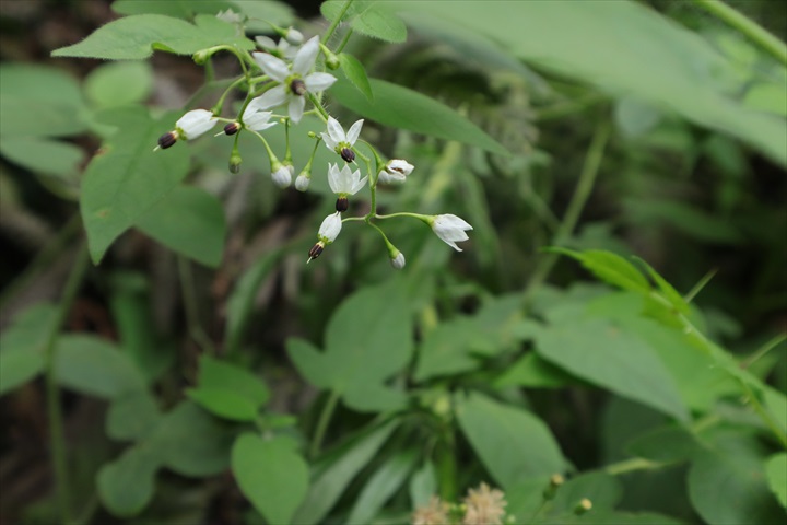 ヒヨドリジョウゴ