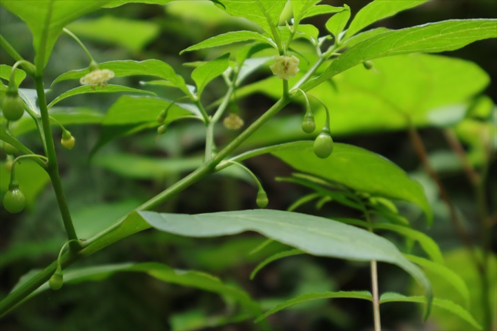 ハダカホウズキ